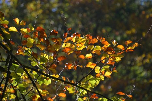 forest autumn sun