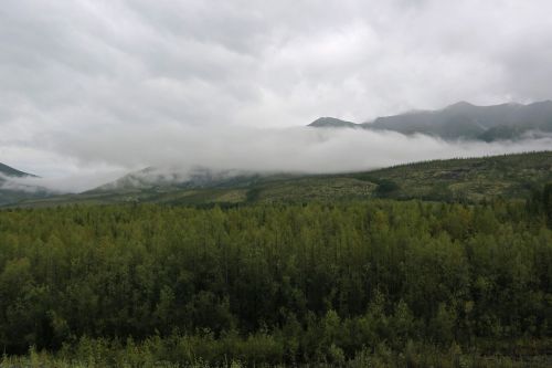 forest cloud after the rain