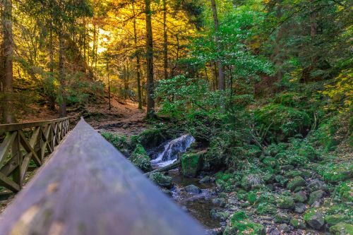 forest gorge web