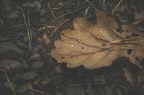 forest leaf drip