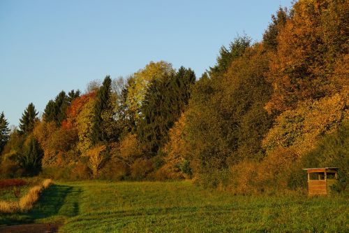 forest autumn autumn forest