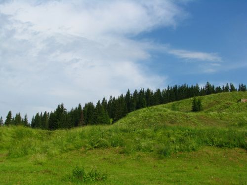 forest mountain slope