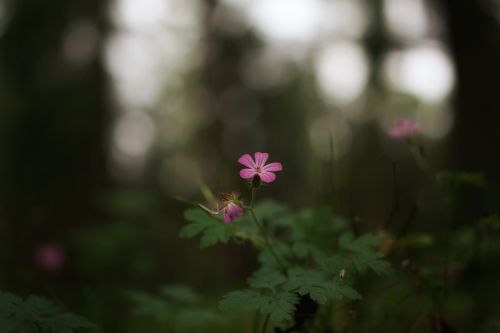 forest flower nature