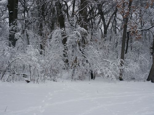 forest snow trees
