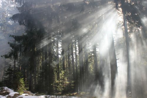 forest light flooded