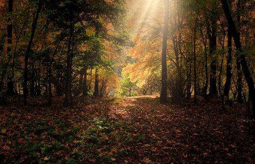 forest trees sunbeam