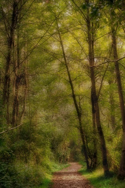 forest nature autumn