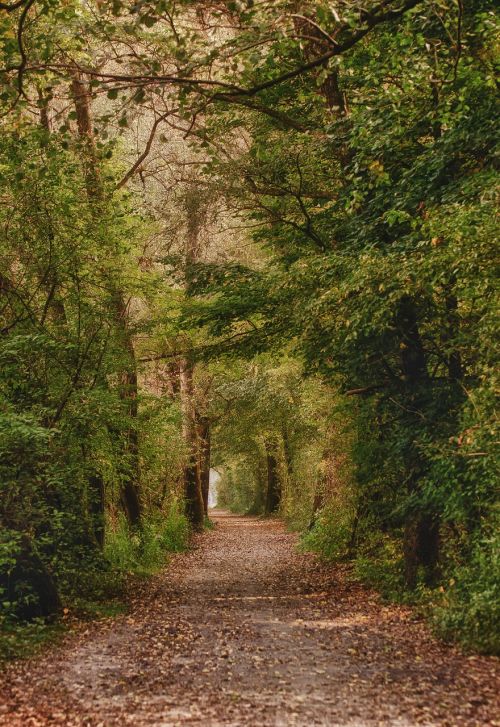 forest autumn nature