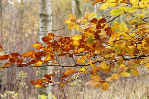 forest autumn denmark