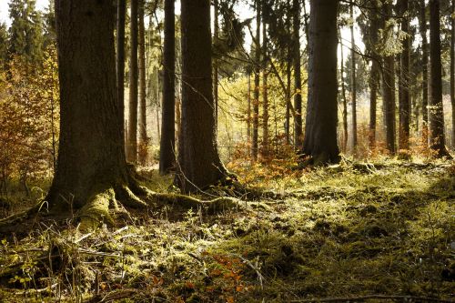 forest winter autumn