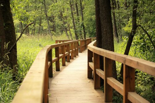 forest the path bridge