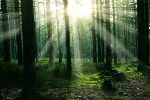 forest sunlight trees