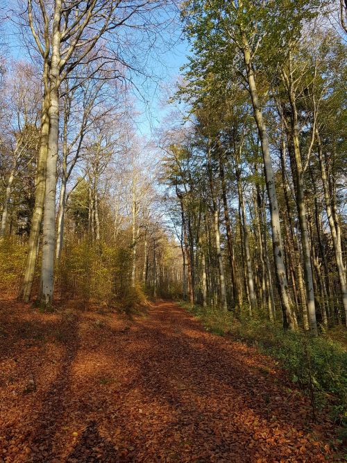 forest fall foliage autumn