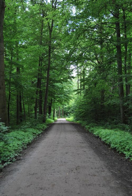 forest path nature