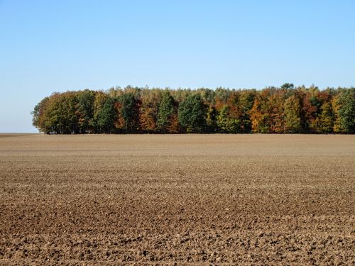 forest field landscape