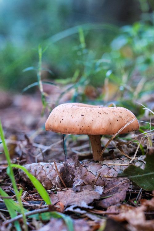 forest autumn mushrooms