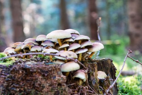 forest autumn mushrooms