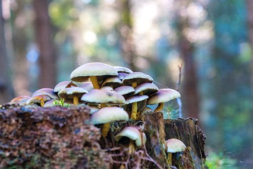 forest autumn mushrooms