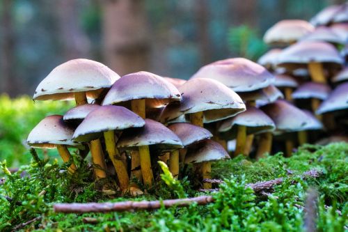 forest autumn mushrooms