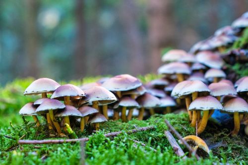 forest autumn mushrooms