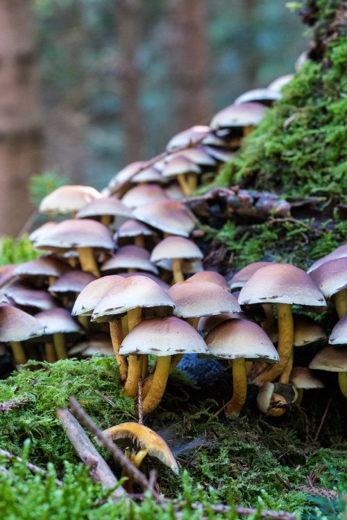 forest autumn mushrooms