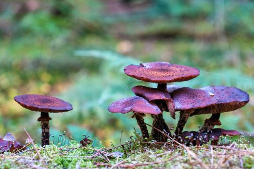 forest autumn mushrooms