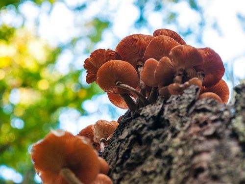 forest autumn mushrooms