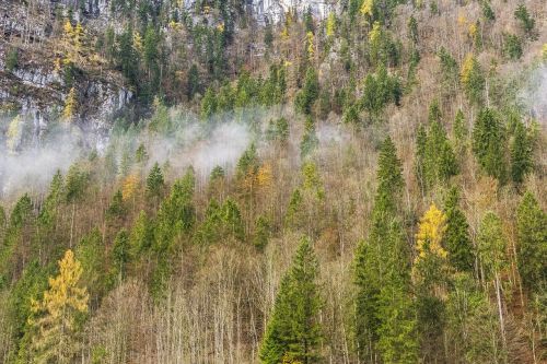 forest fog nature