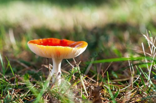 forest autumn mushroom