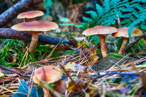 forest autumn mushroom