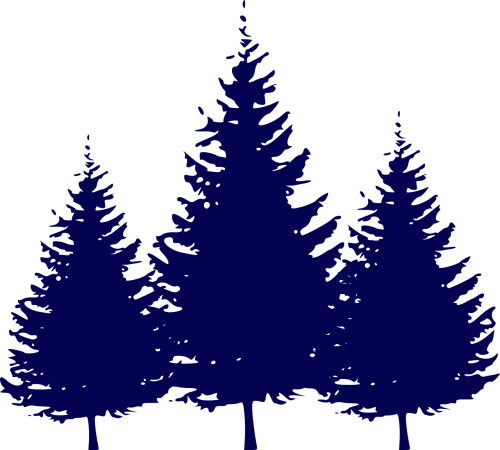 forest fir trees evergreens