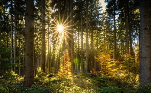 forest sun sunbeam