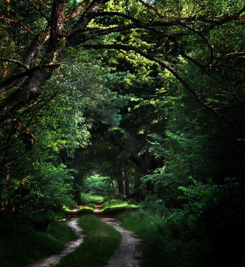 forest way trail