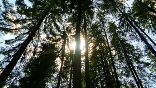 forest tree shadow