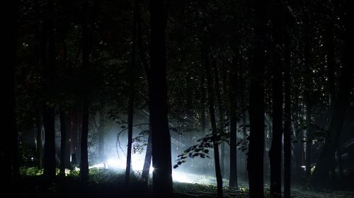 forest light night