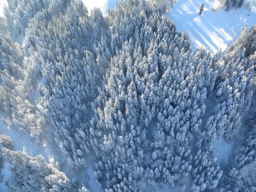 forest winter snow