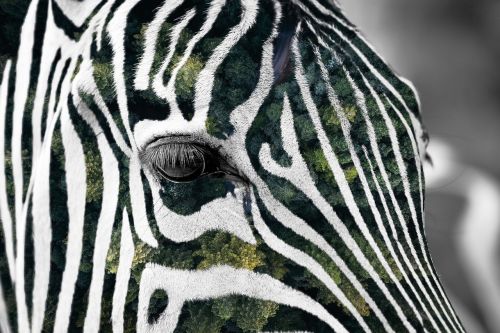 forest zebra africa
