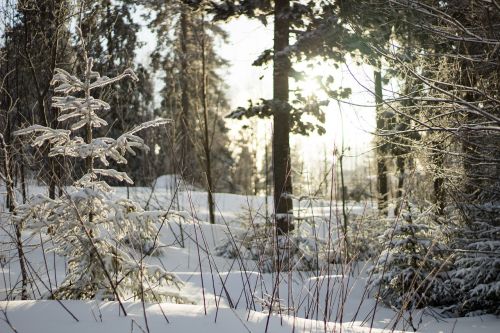 forest nature trees