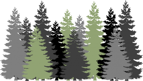 forest trees evergreen