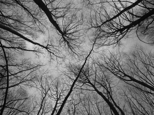 forest branches nature