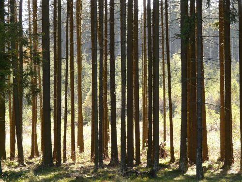 forest trees firs