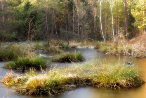 forest river pool