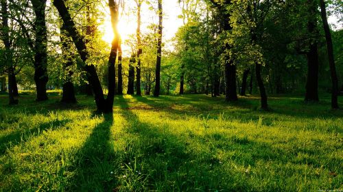 forest nature trees