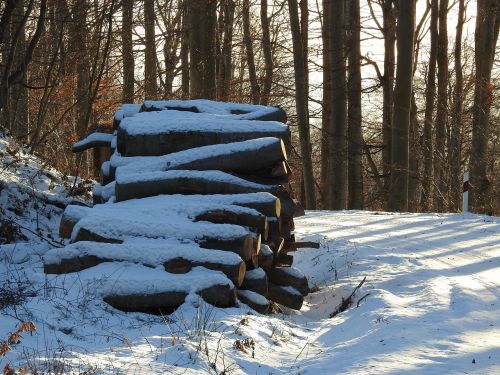 forest snow winter