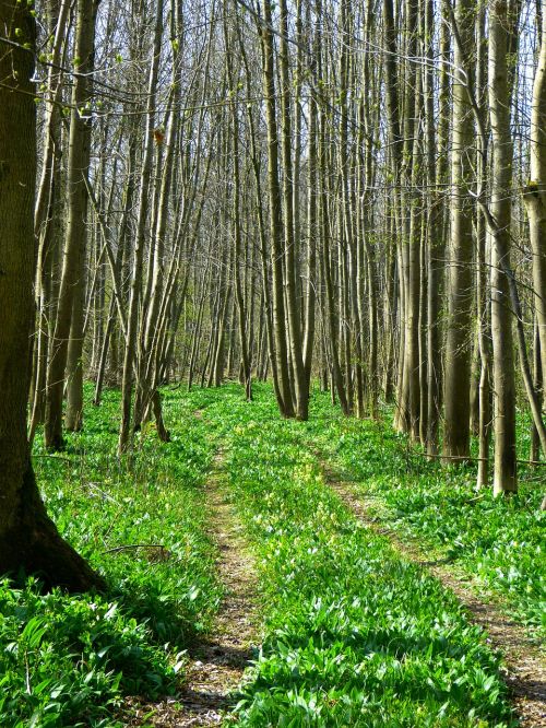 forest forest path bear's garlic