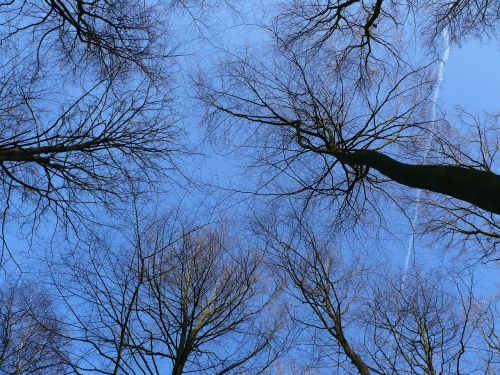 forest trees sky