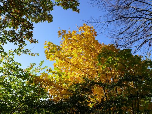 forest autumn trees