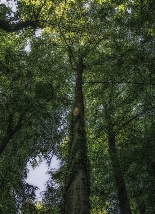 forest  tree  wood