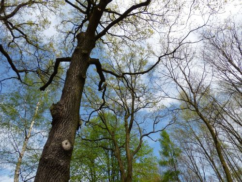 forest tree clearance