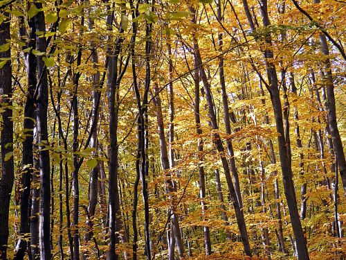 forest trees nature